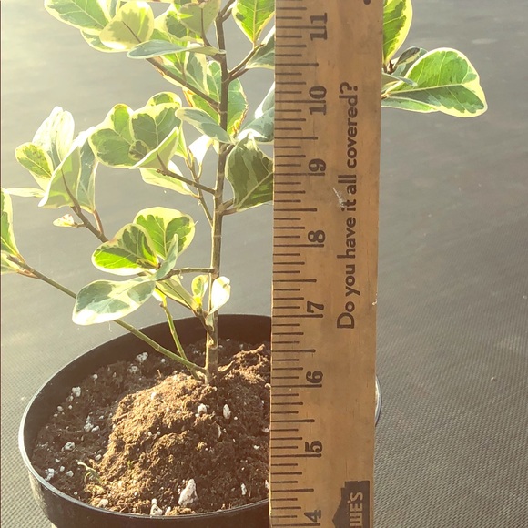 Variegated Ficus Triangularis - Picture 2 of 4